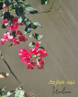 Eid Mubarak everyone.
Enjoying the clear Karachi air and freshly washed foliage after the morning Eid showers.
May this Eid bring peace, stability, and compassion, especially for those facing hardship and injustice.